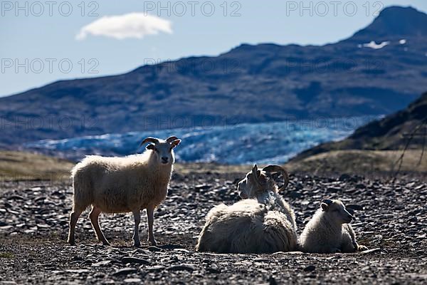 Wild sheep