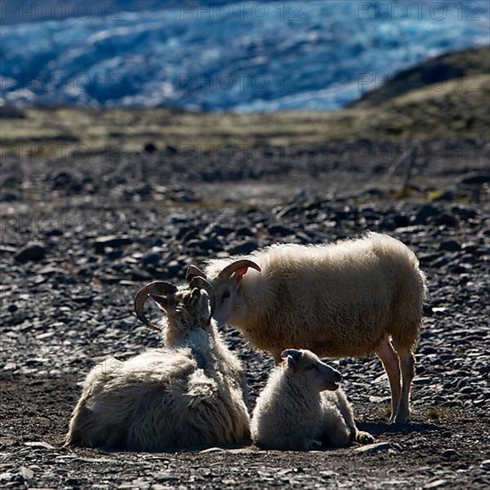 Wild sheep