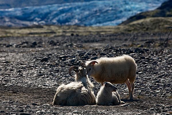 Wild sheep