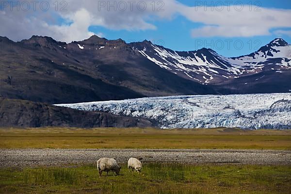 Wild sheep