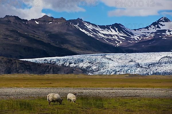 Wild sheep