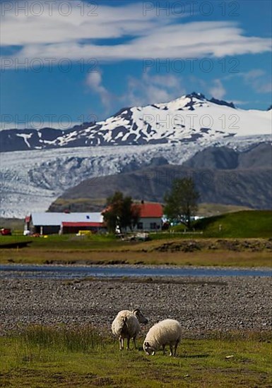 Sheep with Holtasel farm in front of Flaajoekull glacier