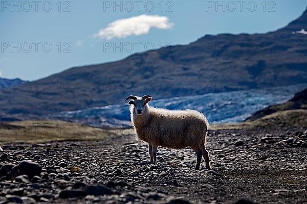 Wild sheep