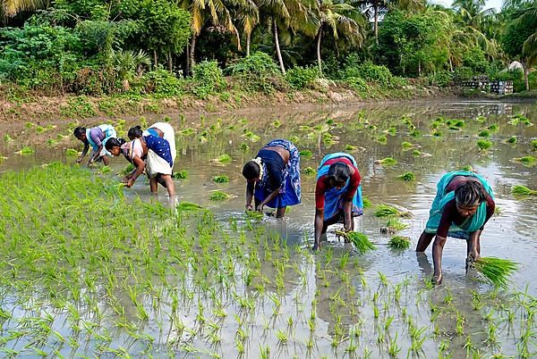 Transplanting Rice