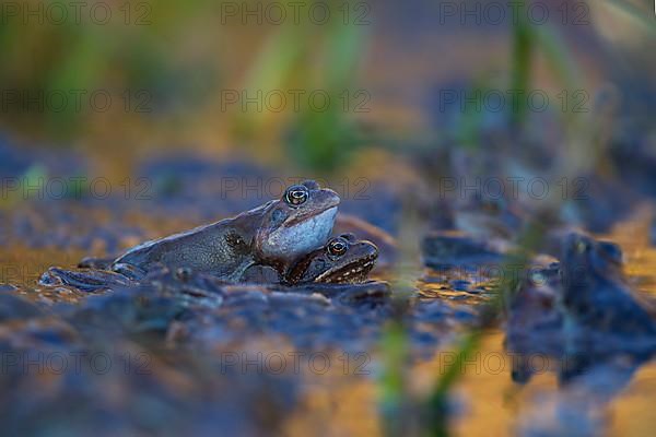 Common frog