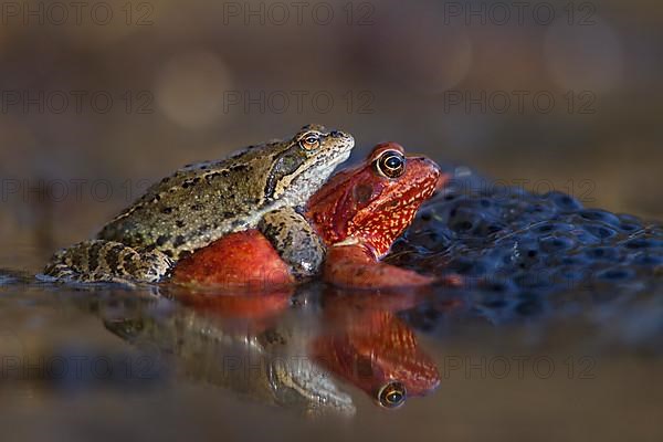 Common frog