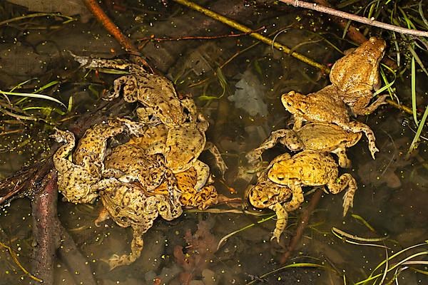 Common toads