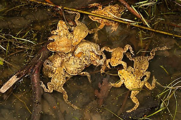 Common toads