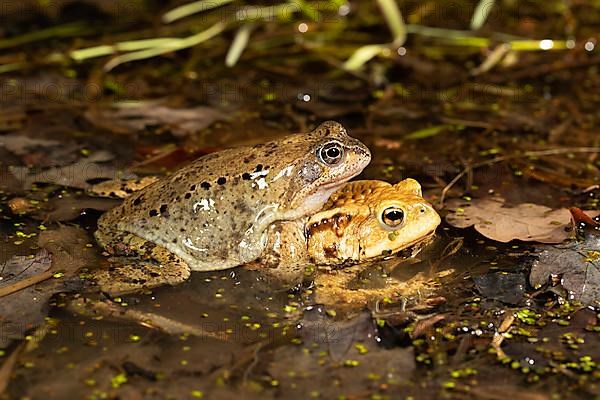 Common toad