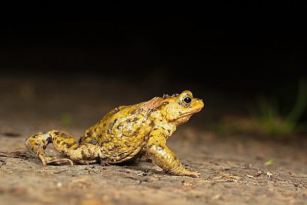 Common toad