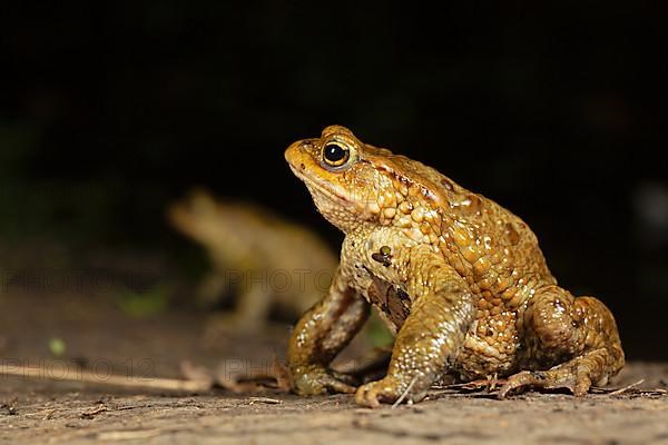 Common toad