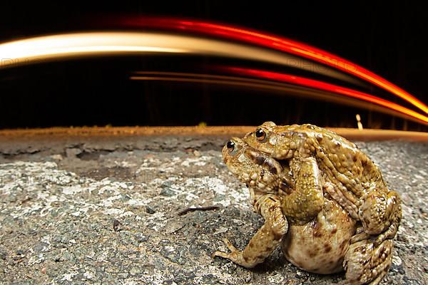 Common toad