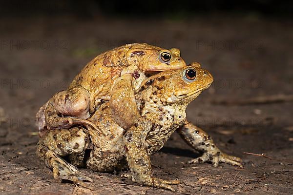 Common toad