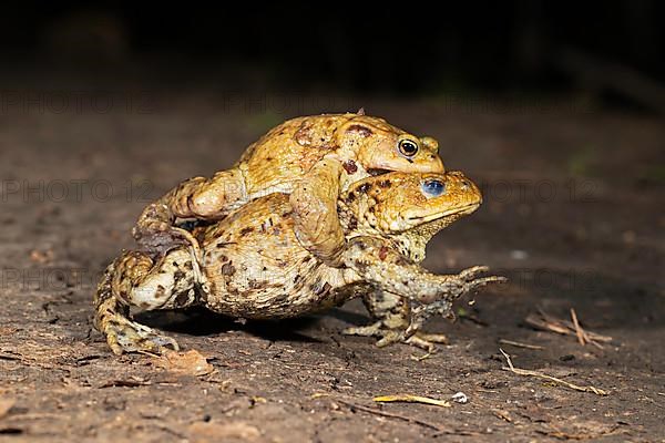 Common toad