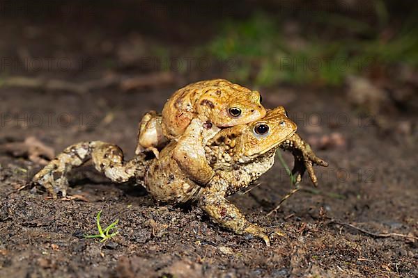 Common toad