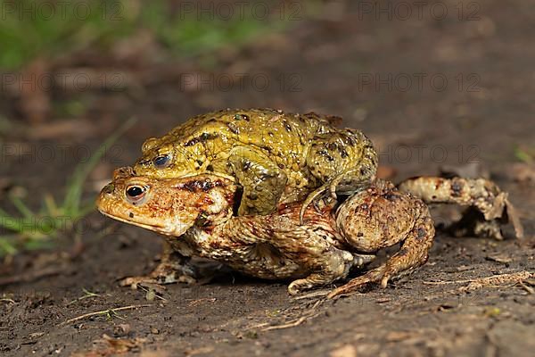 Common toad