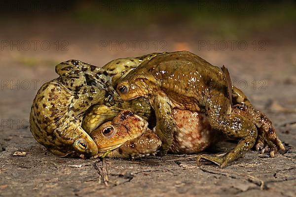 Common toads