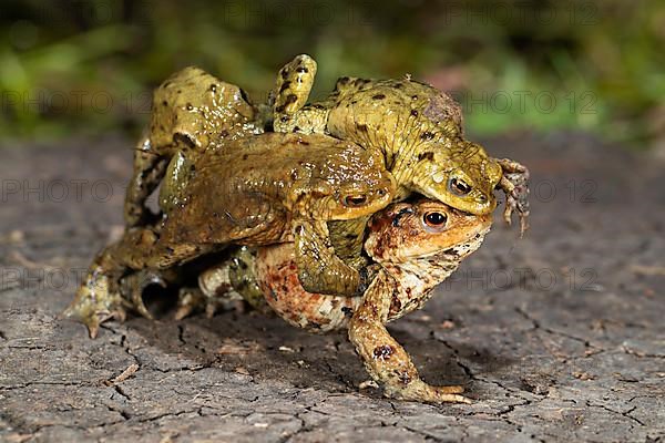 Common toads