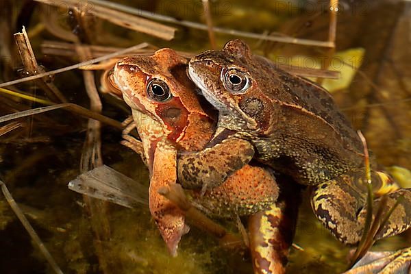 Common frog