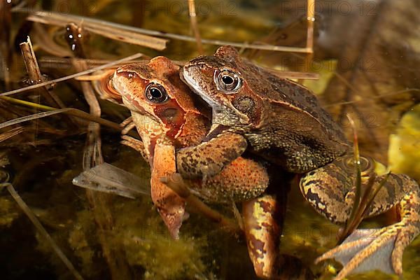 Common frog