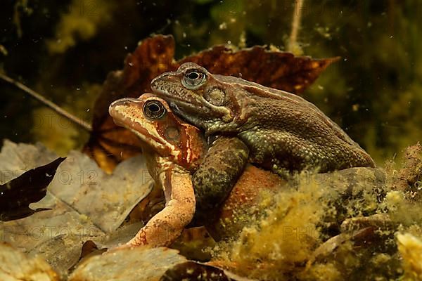 Common frog