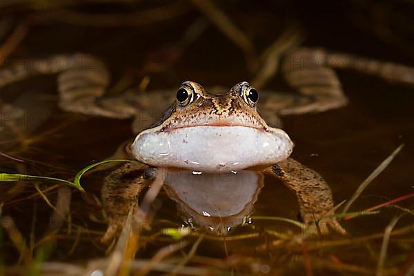 Common frog