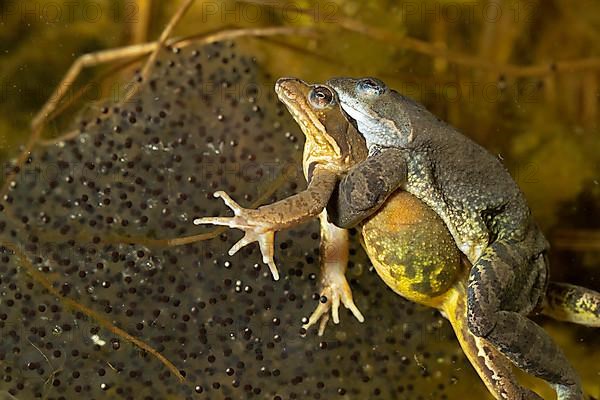 Common frog