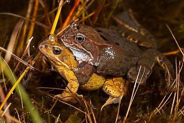 Common frog