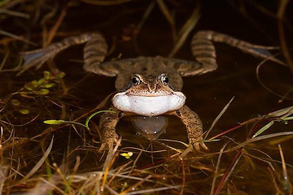 Common frog