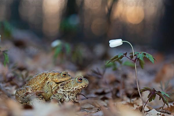 Common toad