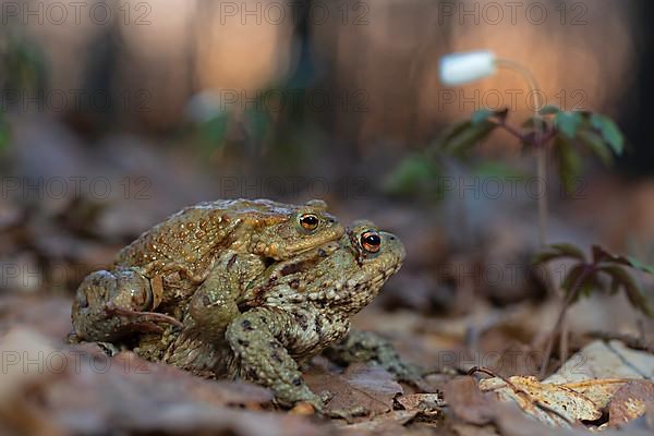 Common toad