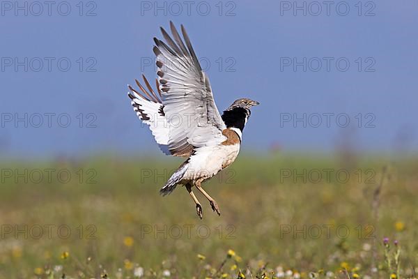 Little Bustard