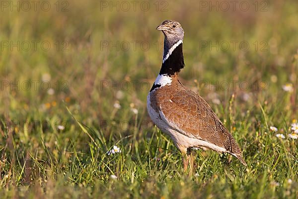 Little Bustard