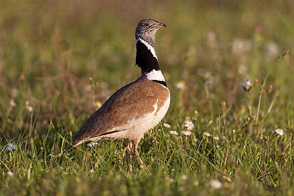 Little Bustard