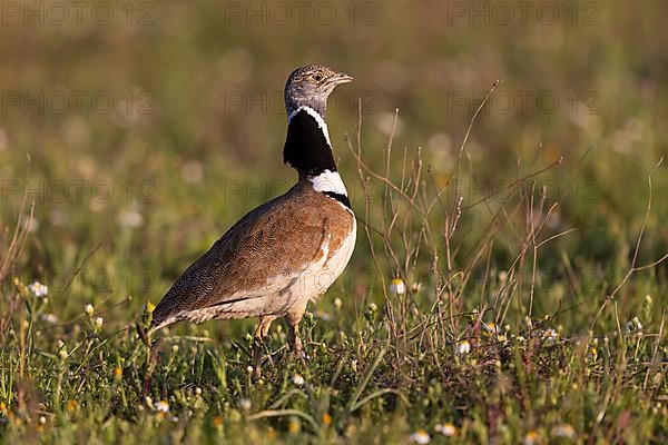 Little Bustard