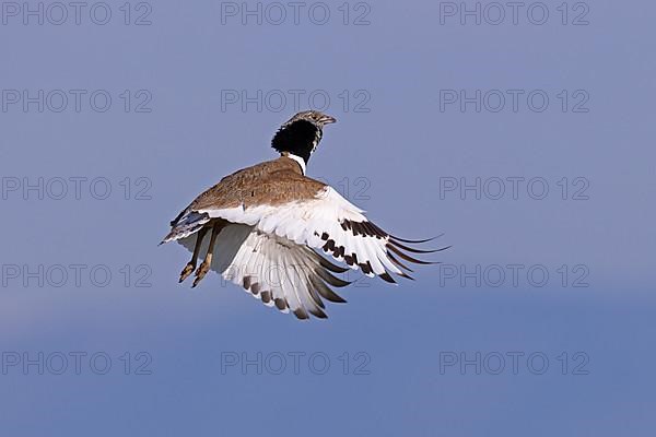 Little Bustard