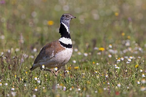 Little Bustard