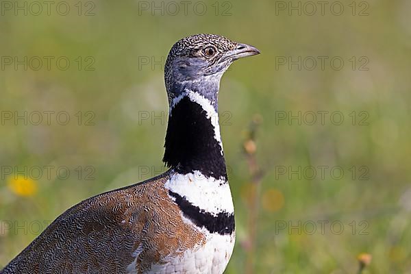 Little Bustard