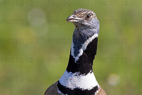 Little Bustard