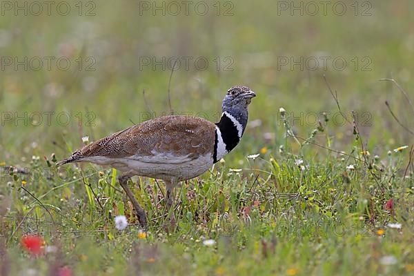 Little Bustard