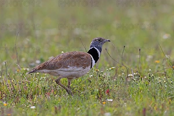 Little Bustard