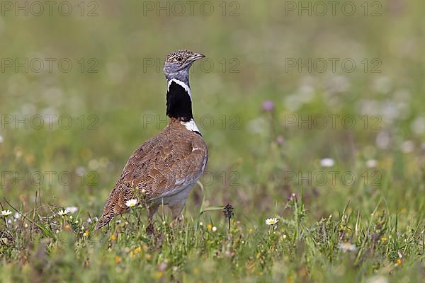 Little Bustard