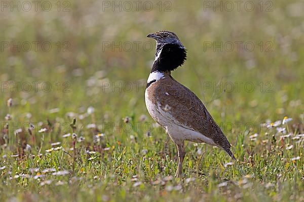 Little Bustard