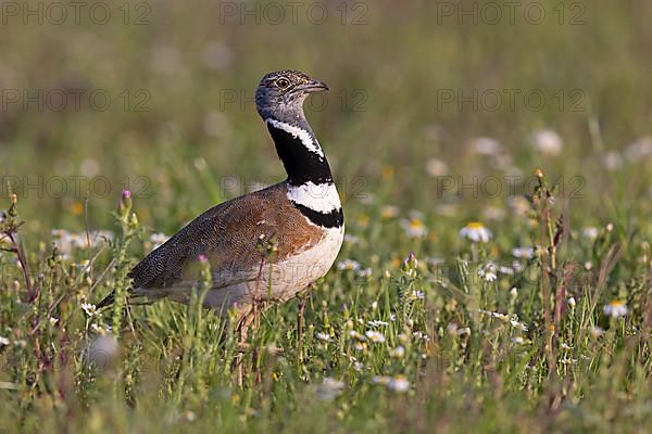 Little Bustard