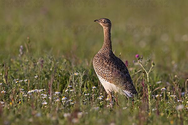 Little Bustard