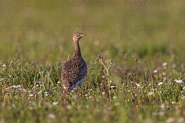 Little Bustard