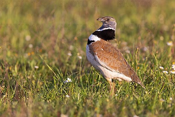 Little Bustard