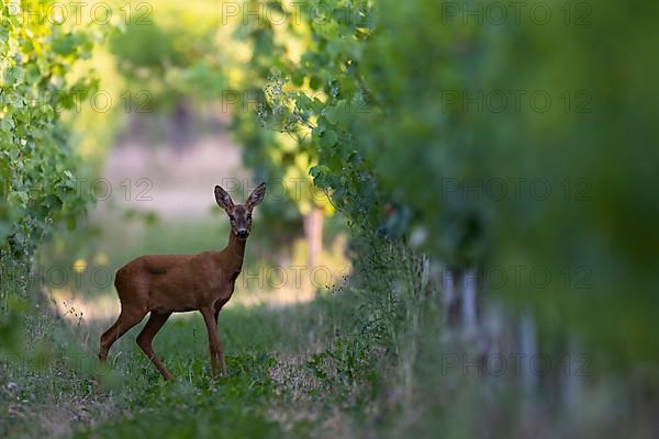 European roe deer