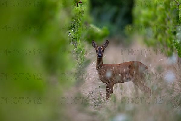 European roe deer