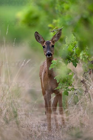 European roe deer